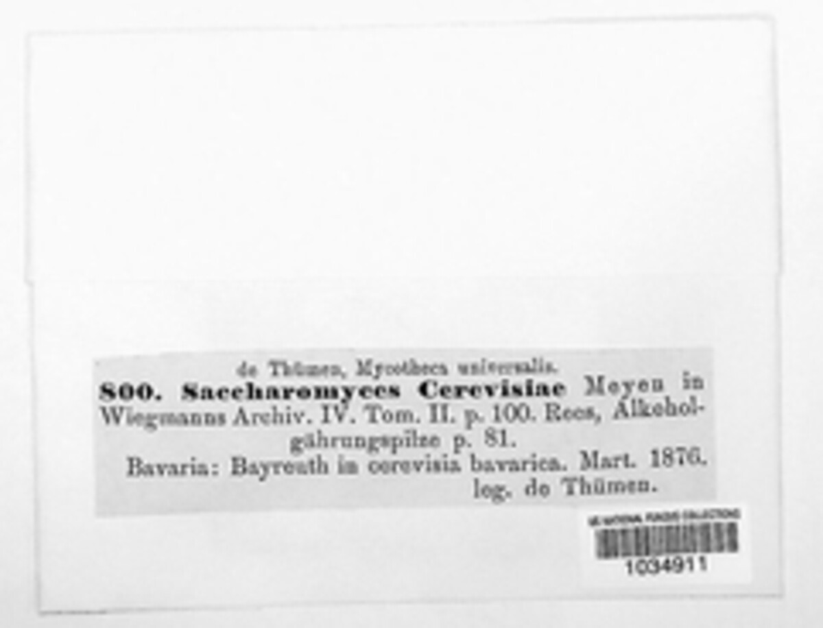 Saccharomyces cerevisiae image